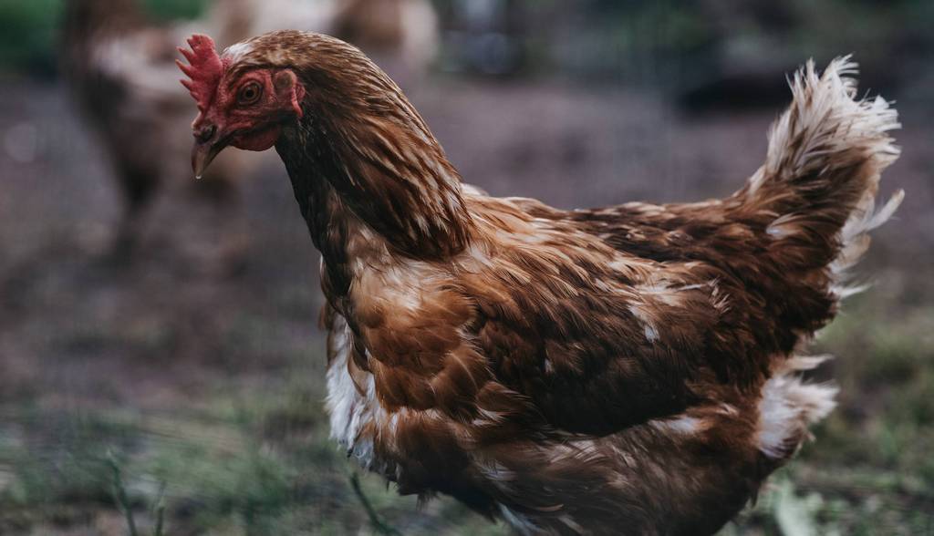 Huhn im Naturhotel Molzbachhof (c) Heldentheater